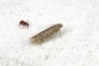 Scrobipalpa obsoletella