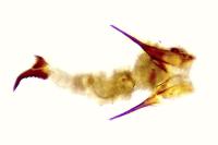 Scrobipalpa obsoletella