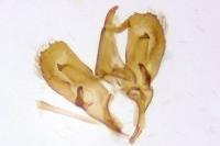 Holcopogon bubulcellus