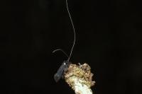 Adela reaumurella