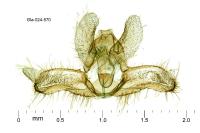 Acleris bergmanniana