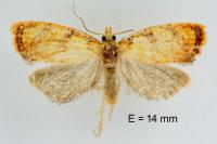 Acleris bergmanniana
