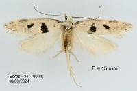 Mirificarma cytisella