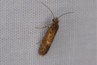 Dyseriocrania subpurpurella