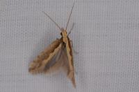 Plutella xylostella