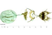 Cnephasia genitalana