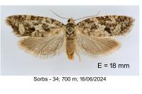 Cnephasia genitalana