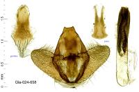 Brachodes funebris