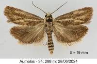 Brachodes funebris
