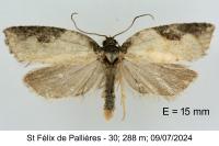Acleris schalleriana