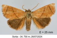Apoda limacodes