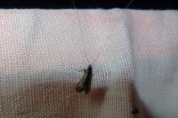 Adela reaumurella