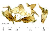 Diceratura ostrinana