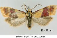 Diceratura ostrinana