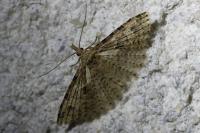 Alucita hexadactyla