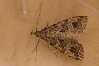 Alucita hexadactyla