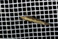 Plutella xylostella