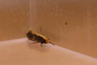 Monopis crocicapitella