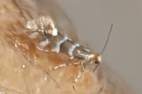 Phyllonorycter emberizaepenella
