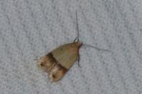 Odites kollarella