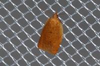 Clepsis consimilana