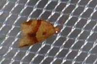 Clepsis consimilana