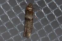 Blastobasis