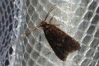 Lecithocera nigrana