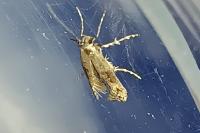 Epermenia chaerophyllella