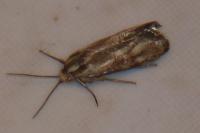 Brachodes funebris