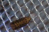 Scrobipalpa