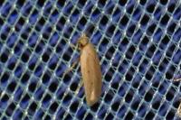 Agonopterix