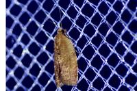 Cacoecimorpha pronubana