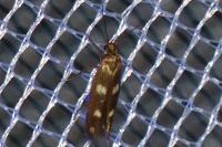 Scythris scopolella