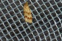 Aethes williana