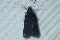 Homaloxestis briantiella