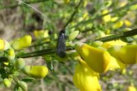 Adela reaumurella
