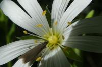 Coleophora lutarea