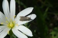 Coleophora lutarea