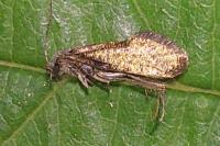 Dyseriocrania subpurpurella