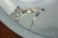 Gracillaria syringella