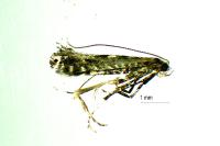 Parornix finitimella