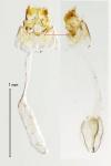 Parornix finitimella