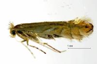 Phyllonorycter quercifoliella