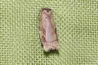 Acleris ferrugana
