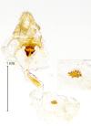 Acleris ferrugana