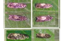 Pammene albuginana