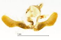 Pammene albuginana