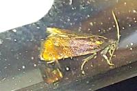 Pammene rhediella