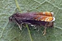 Pammene rhediella